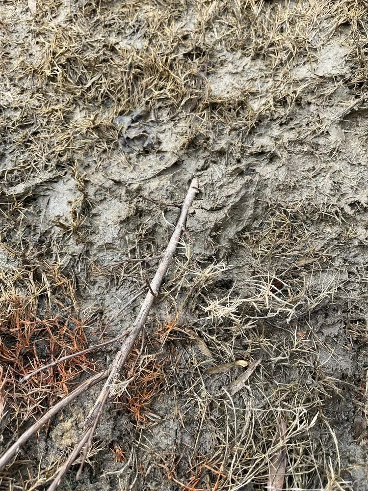 Affordable landscaping services in Cornelius, NC by Lake Norman Hardscapes