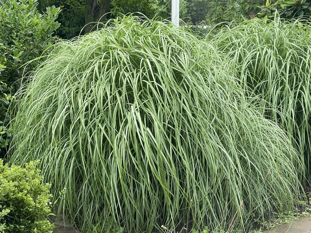 Reliable landscaping services in Woodbridge, VA - Lake Ridge Nursery