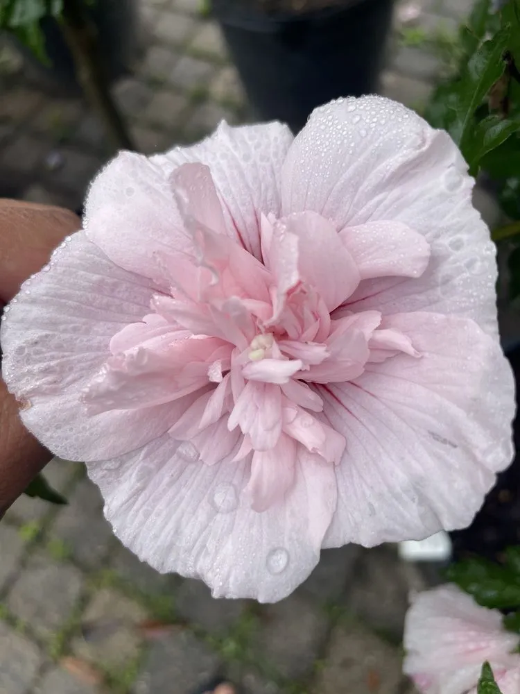 Reliable yard cleanup service for beautiful yards in Woodbridge, VA by Lake Ridge Nursery