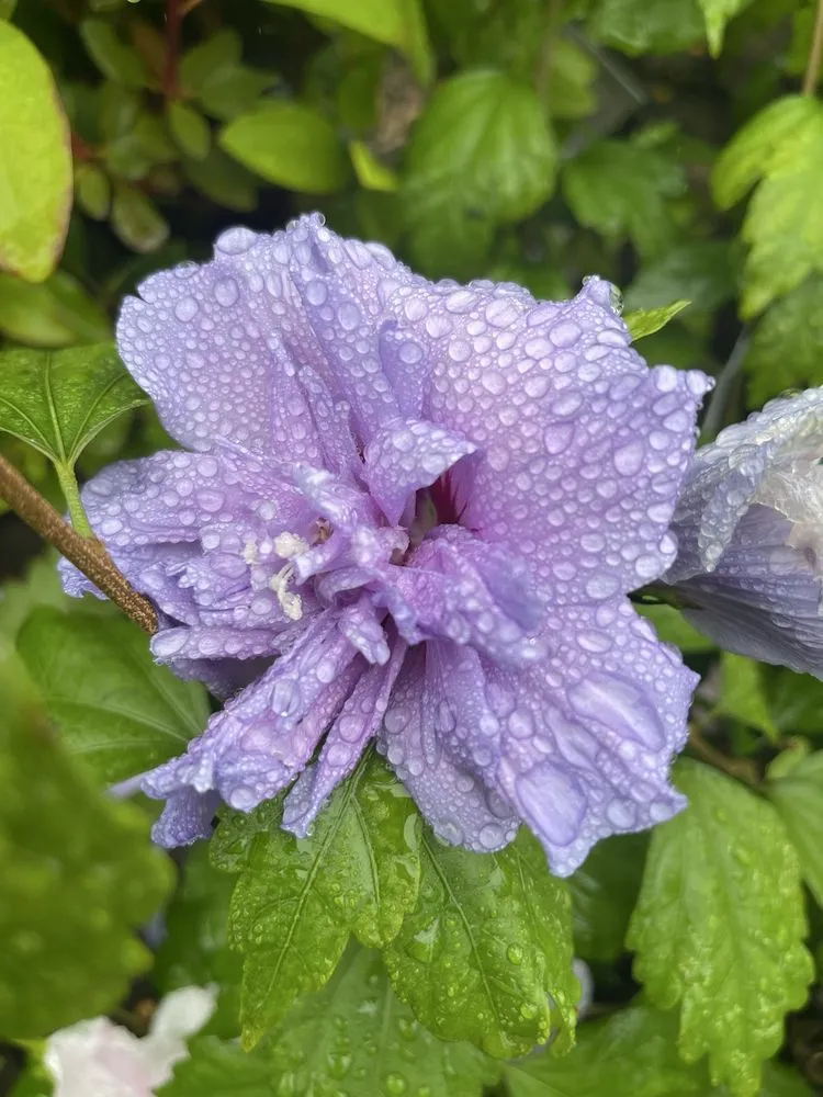 Affordable residential landscaping for residential properties across Woodbridge, VA - Lake Ridge Nursery