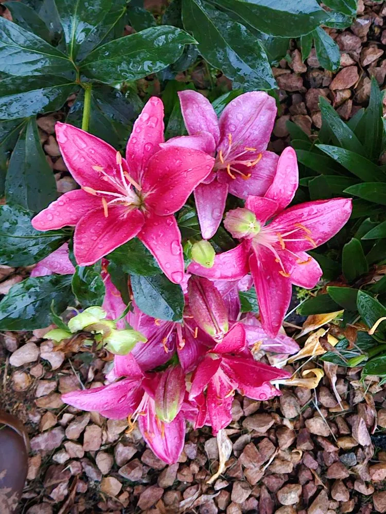 Affordable lawn care service in Baxter, MN - Lake View Roofing and Lawn Service