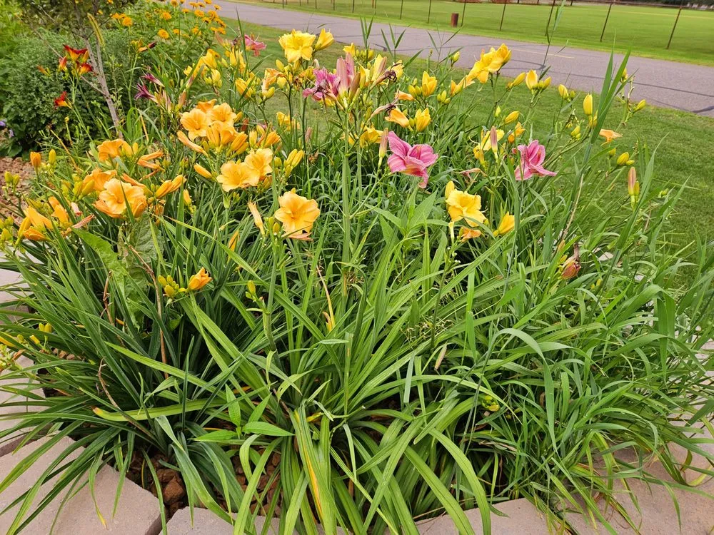 Professional lawn care service for homes in Baxter, MN by Lake View Roofing and Lawn Service