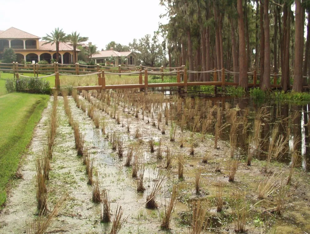 Top-rated yard cleanup service in Orlando, FL by Lakefront Designs