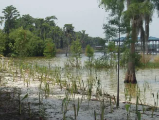 Affordable lawn care service in Orlando, FL by Lakefront Designs