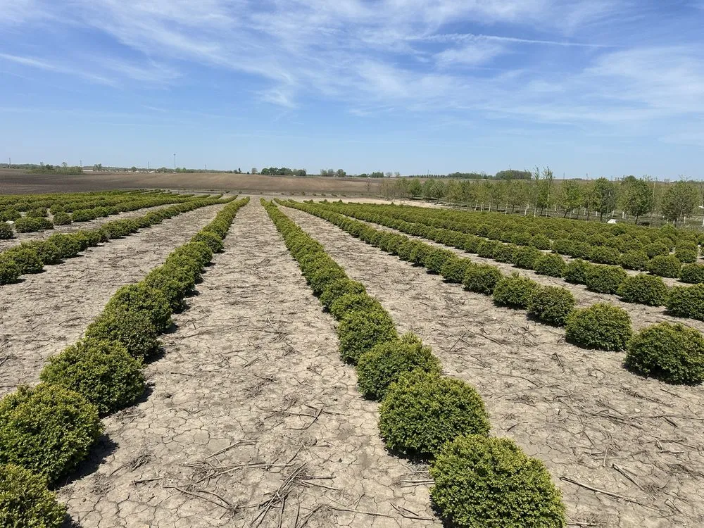 Affordable lawn mowing service in Lindenhurst, IL - Lakefront Group