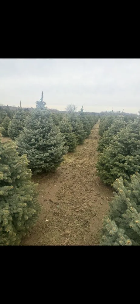 Trusted lawn care service for year-round maintenance across Lindenhurst, IL - Lakefront Group