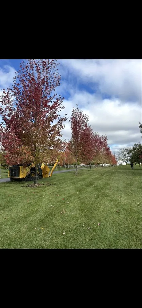 Custom yard cleanup service in Lindenhurst, IL - Lakefront Group