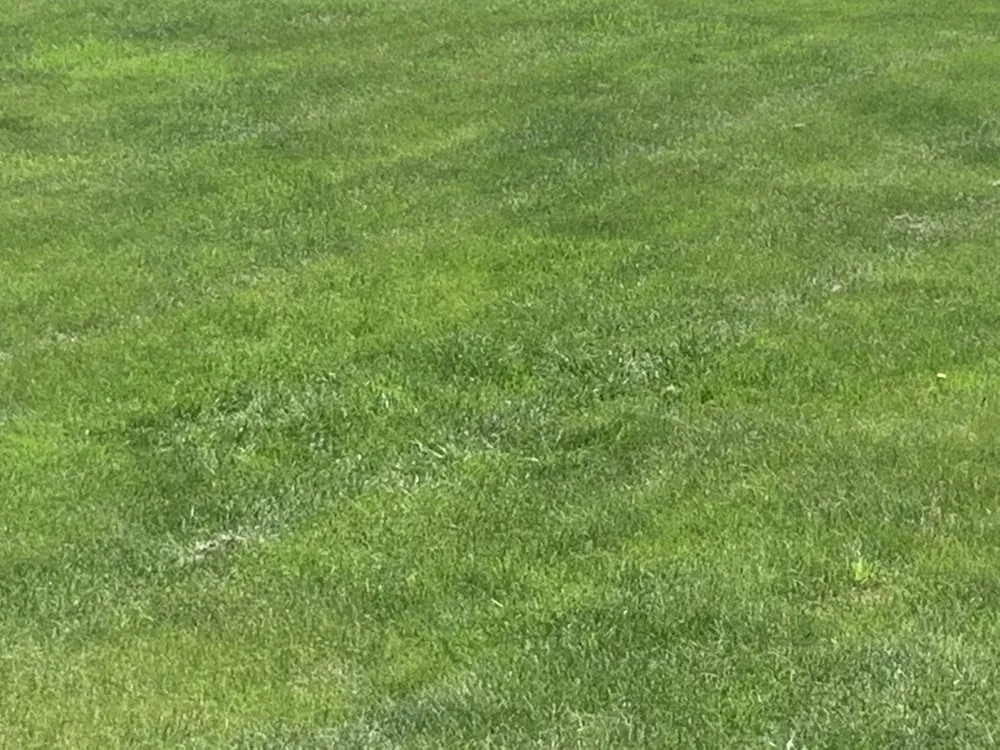 Expert yard maintenance experts serving Pelican Rapids, MN - Lakes Area Landscape