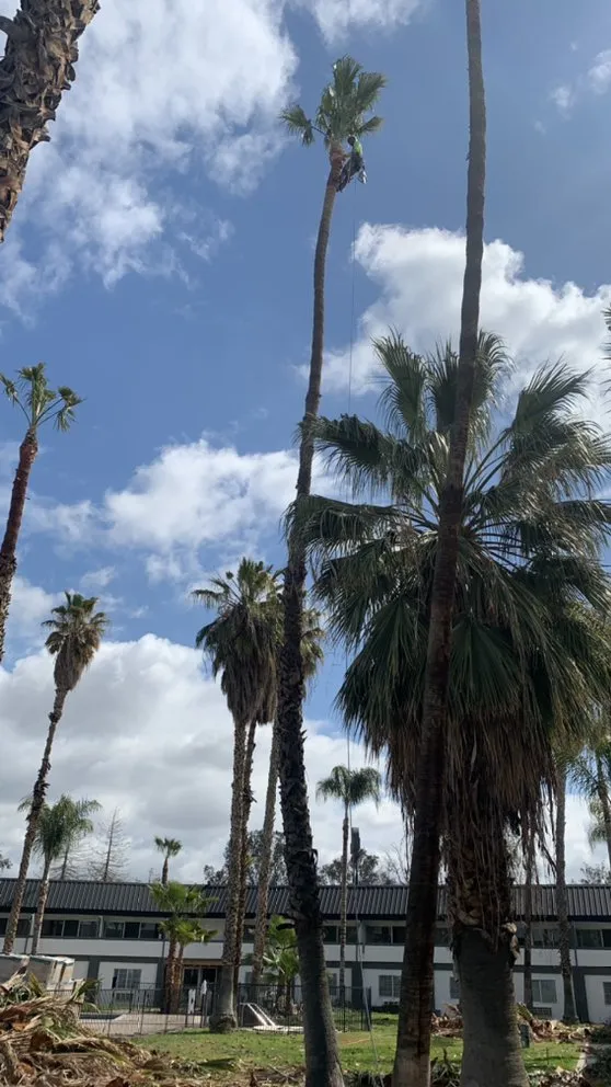 Custom lawn care service in Bakersfield, CA by Lakes Gardening