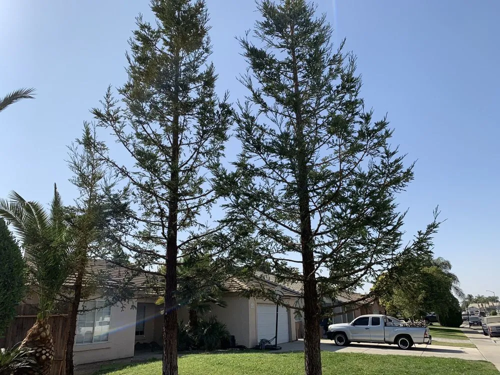 Reliable yard maintenance for outdoor upgrades in Bakersfield, CA by Lakes Gardening