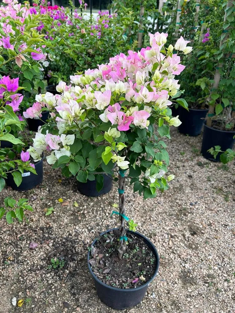 Top-rated yard cleanup service for outdoor upgrades in Livingston, TX by Lakeside Lawn Care Landscaping