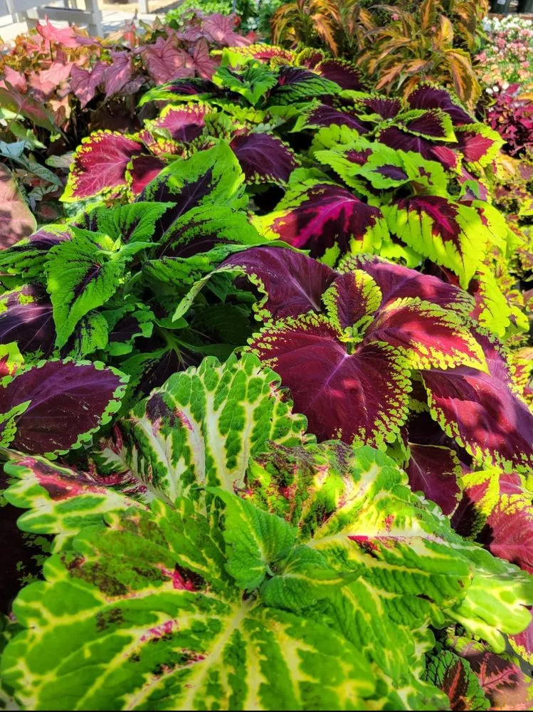 Affordable outdoor landscaping experts serving Livingston, TX - Lakeside Lawn Care Landscaping