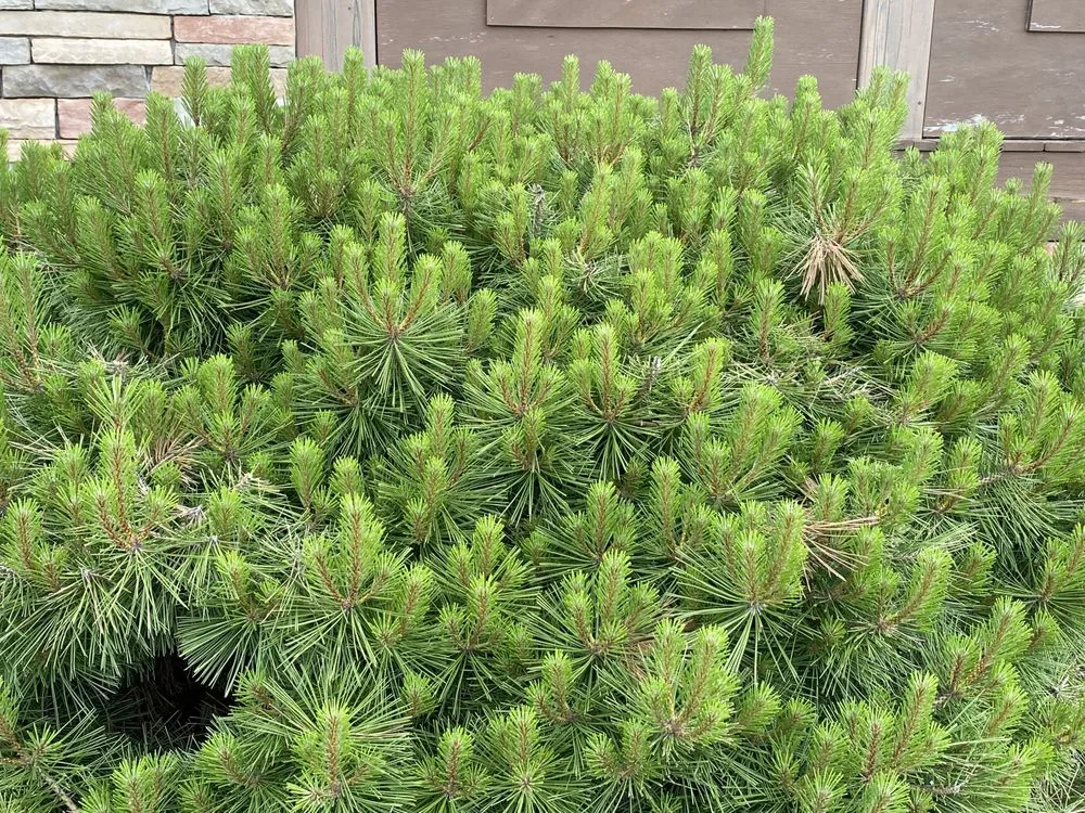 Reliable outdoor landscaping in Tobyhanna Township, PA by Lakeside Oasis Landscaping
