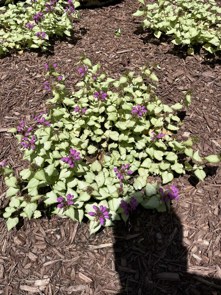 Expert outdoor landscaping in Tobyhanna Township, PA - Lakeside Oasis Landscaping