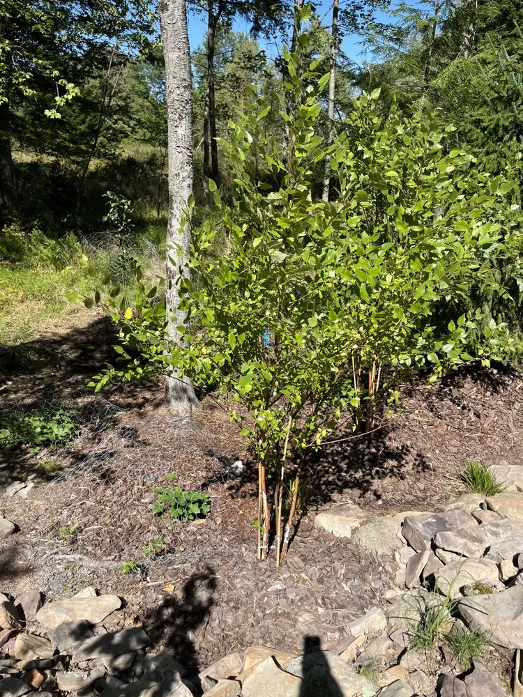 Affordable outdoor landscaping with custom design in Tobyhanna Township, PA by Lakeside Oasis Landscaping