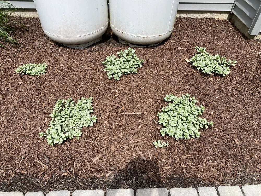 Local residential landscaping experts serving Tobyhanna Township, PA - Lakeside Oasis Landscaping