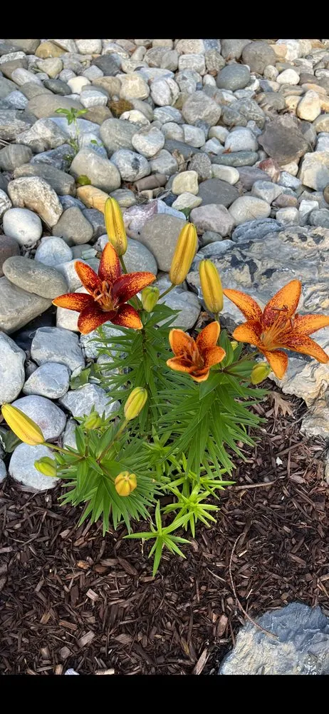 Local outdoor landscaping experts serving Tobyhanna Township, PA - Lakeside Oasis Landscaping
