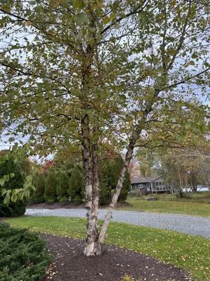 Lakeside Oasis Landscaping