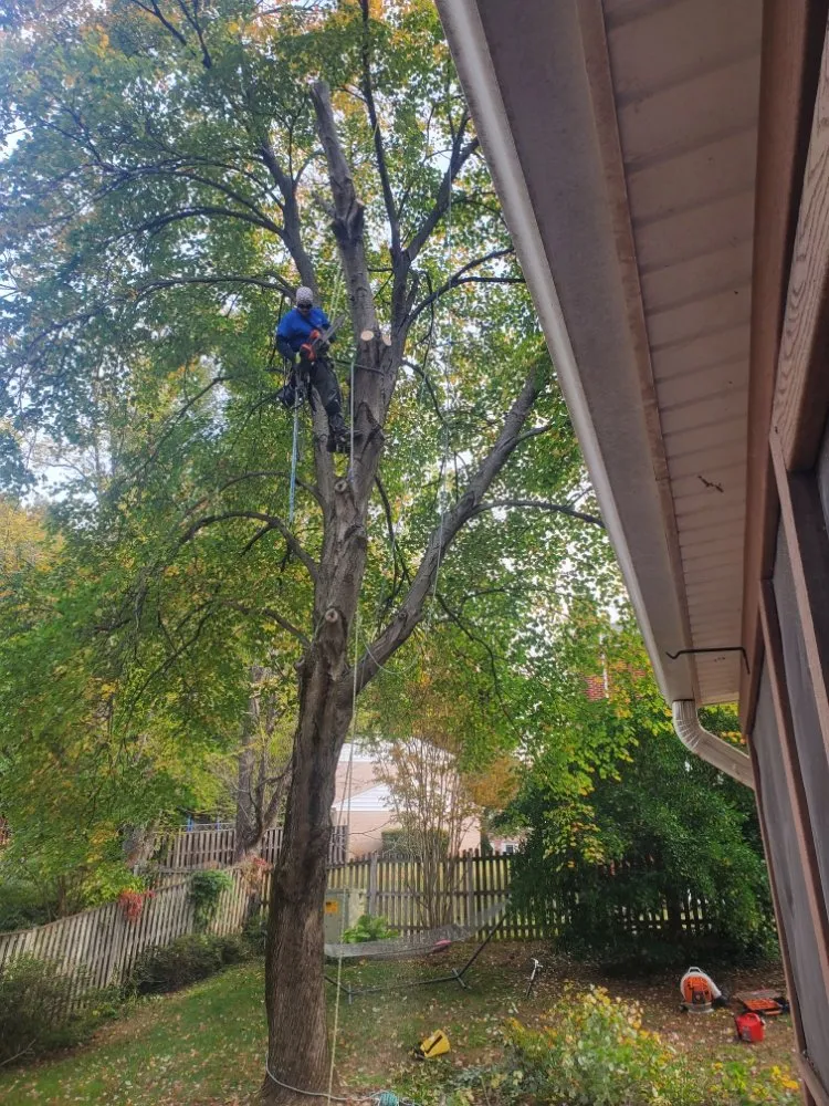 Professional outdoor landscaping for beautiful yards in Manassas, VA by Lakeside Tree And Landscape