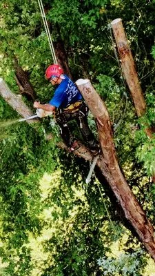 Lakeside Tree And Landscape Logo