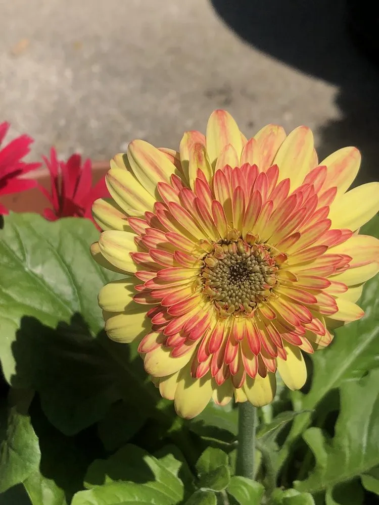 Reliable landscape design experts serving Fairfield, OH - Lakeview Garden Center & Landscaping