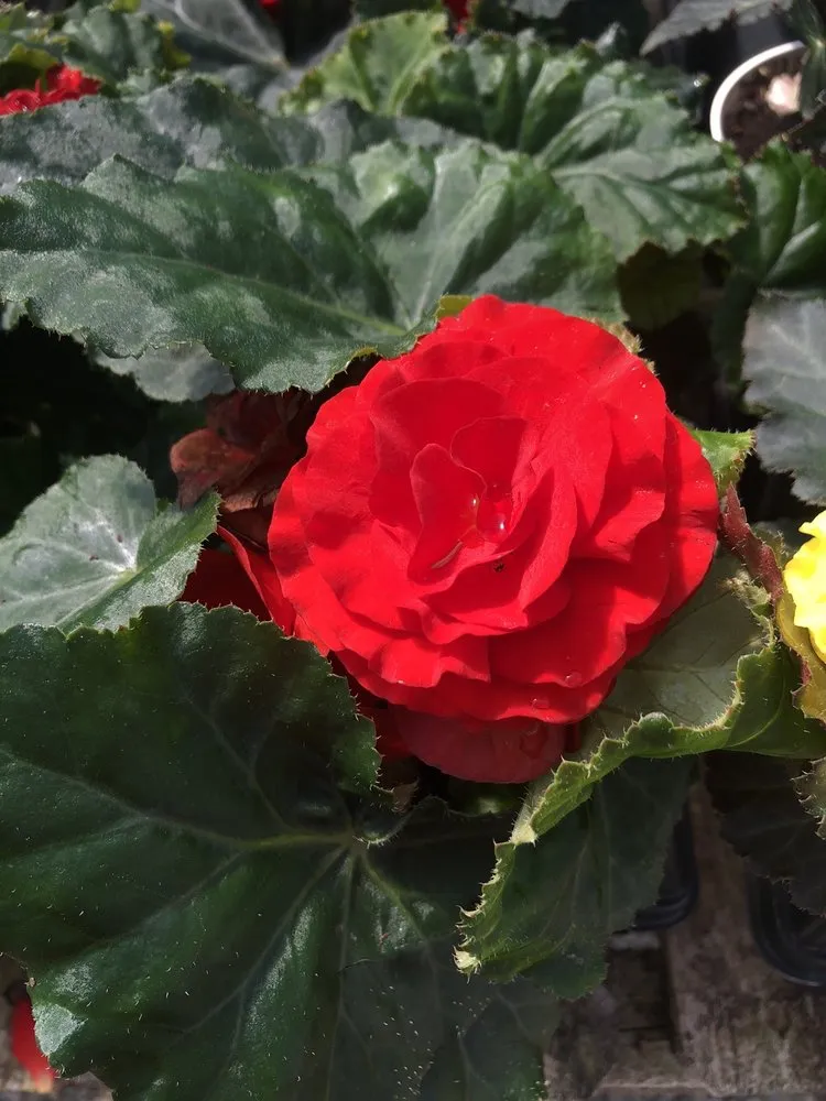 Trusted lawn care service for homes in Fairfield, OH by Lakeview Garden Center & Landscaping