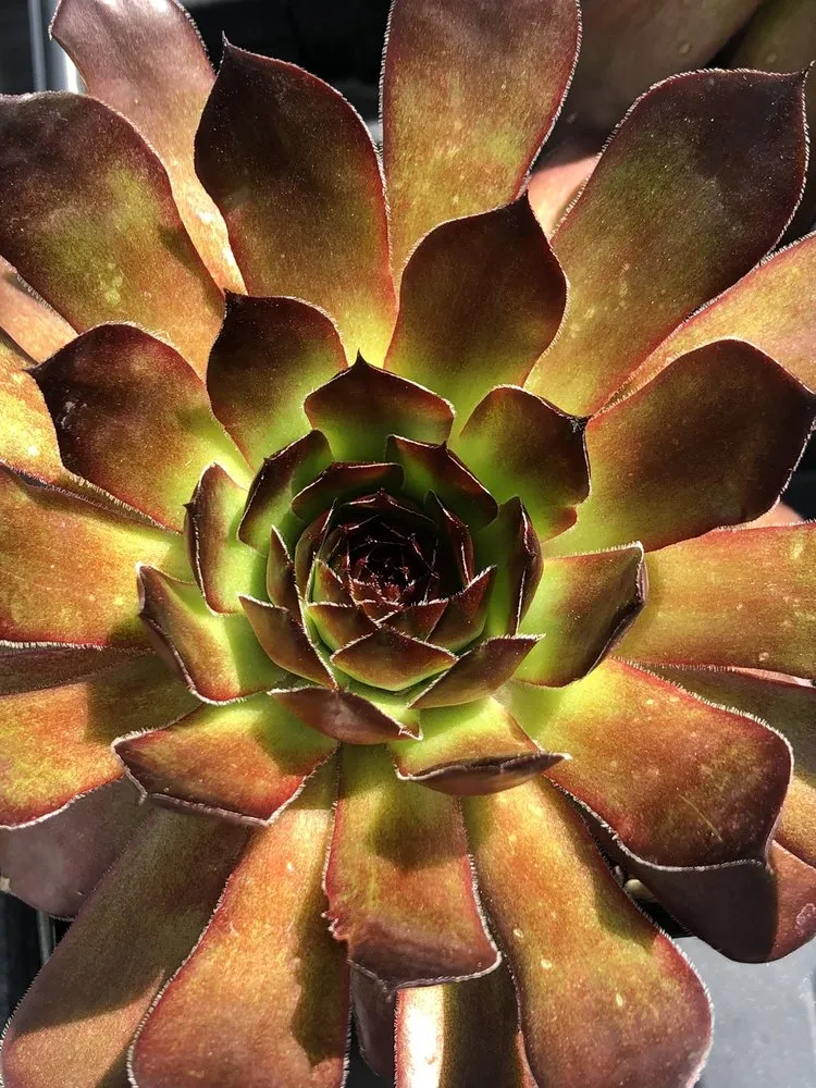 Reliable lawn care service experts serving Fairfield, OH - Lakeview Garden Center & Landscaping