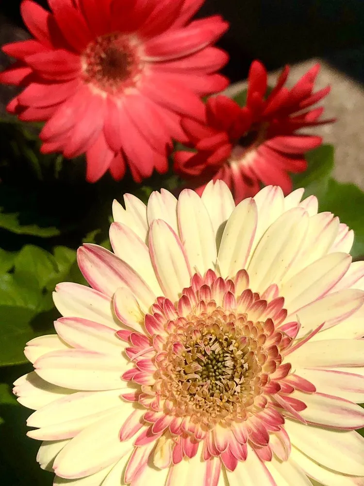 Reliable landscape design experts serving Fairfield, OH - Lakeview Garden Center & Landscaping