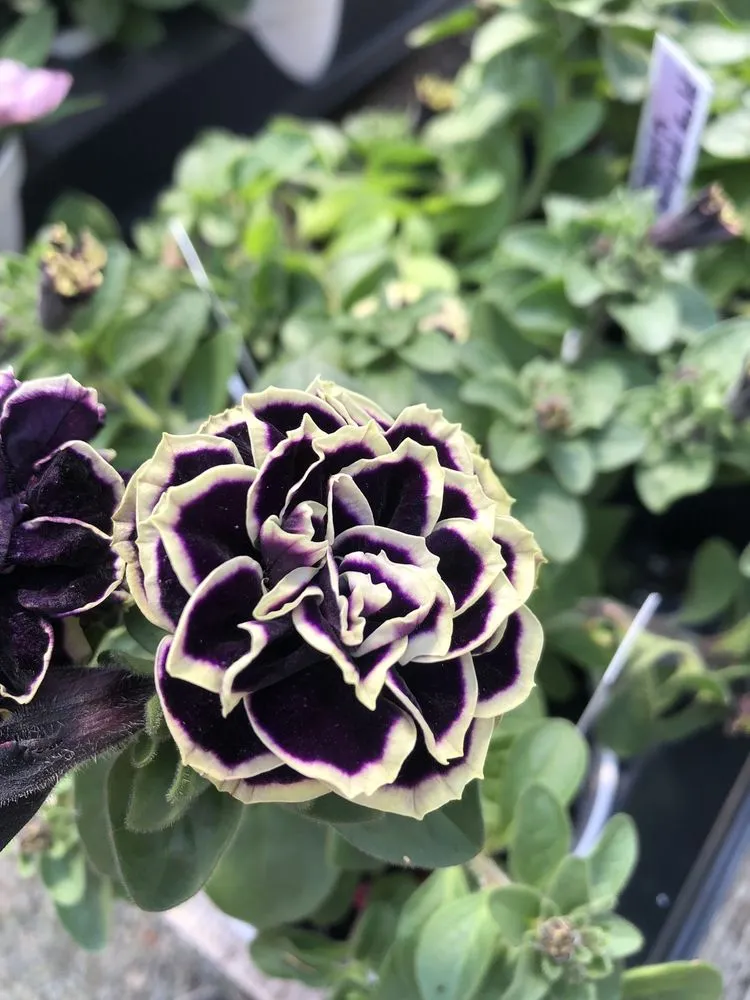 Top-rated yard maintenance experts serving Fairfield, OH - Lakeview Garden Center & Landscaping