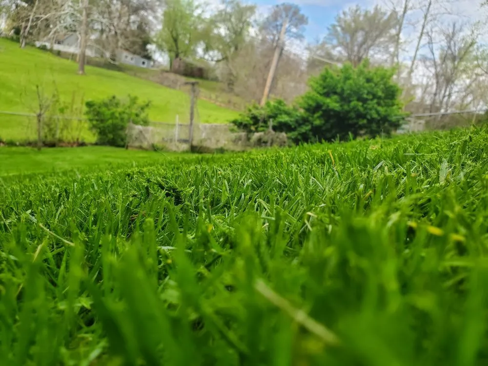 Custom yard cleanup service in Sugar Creek, MO by Lakeview Lawn & Landscape