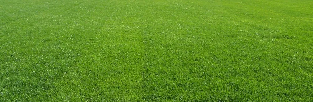 Trusted yard maintenance for homes in Lakewood, WA by Lakewood Landscaping