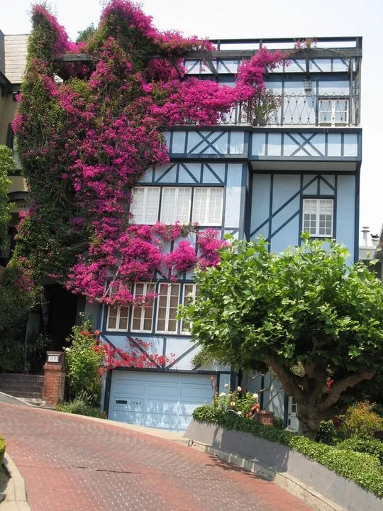 Custom yard cleanup service in San Francisco, CA - Lakian Landscape and Design