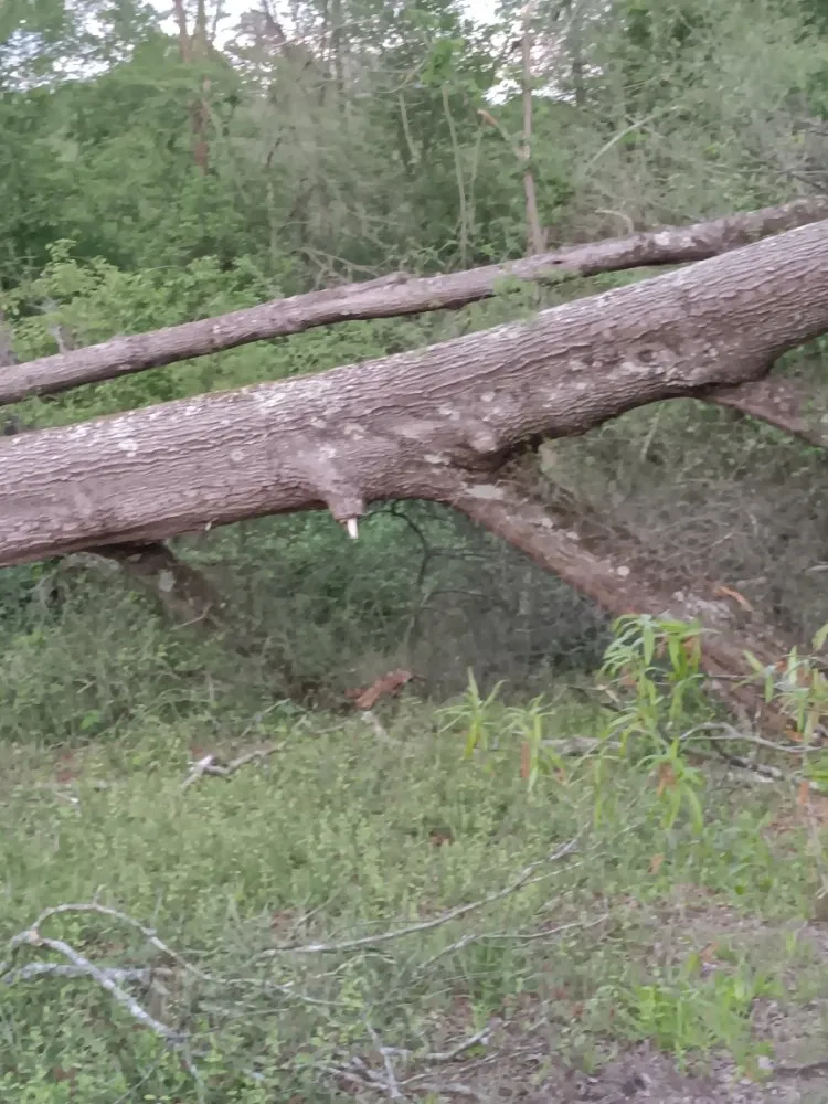 Trusted yard maintenance for outdoor upgrades in Danville, VA by Lakisha's Tree And Lawn Care