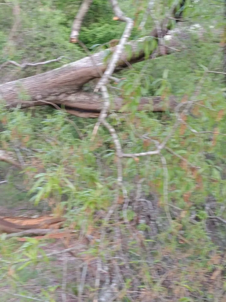 Affordable landscape installation in Danville, VA - Lakisha's Tree And Lawn Care