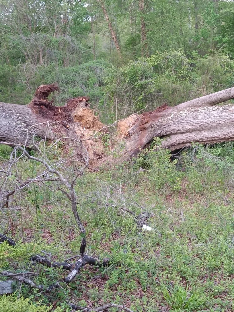 Top-rated yard cleanup service in Danville, VA - Lakisha's Tree And Lawn Care