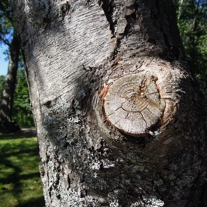 Trusted landscape design with custom design across Sacramento, CA - Lallian's Landscape