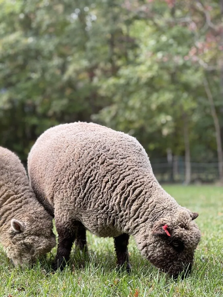 Professional landscaping services experts serving Fairfax, VA - Lamb Mowers