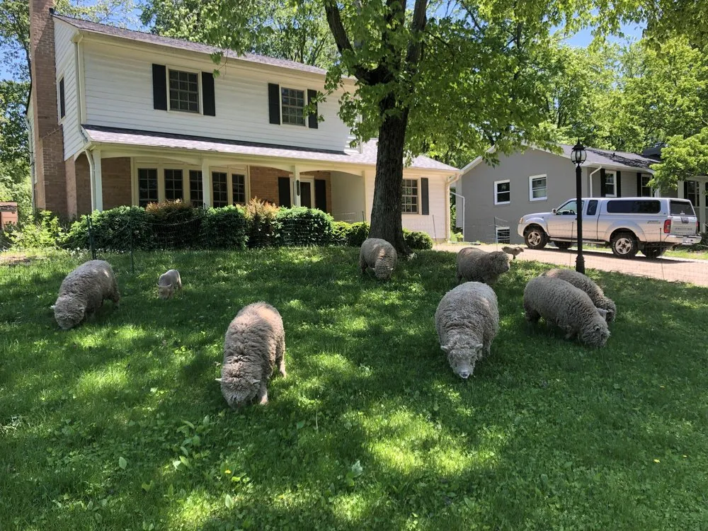 Local lawn mowing service for year-round maintenance in Fairfax, VA by Lamb Mowers