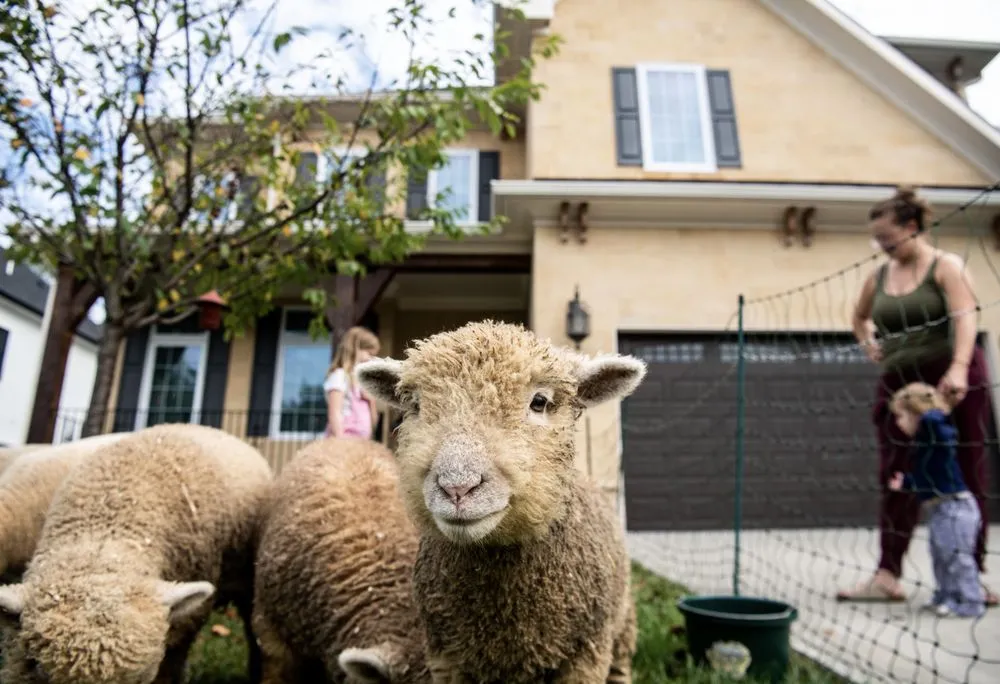 Affordable lawn care service in Fairfax, VA - Lamb Mowers