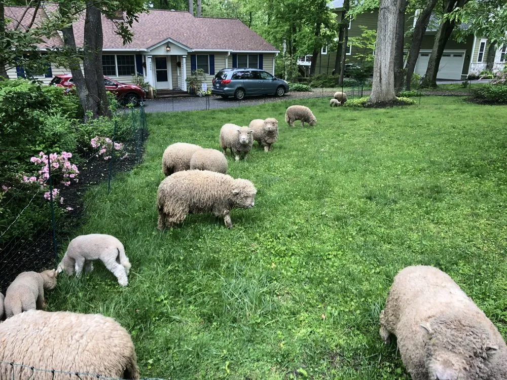 Expert landscape installation in Fairfax, VA by Lamb Mowers