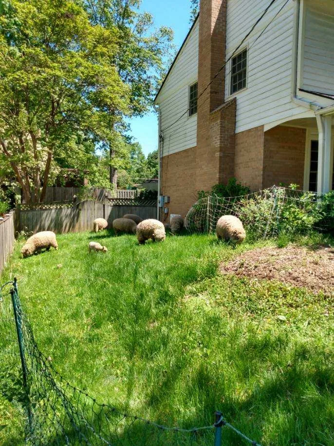 Reliable landscaping services in Fairfax, VA - Lamb Mowers
