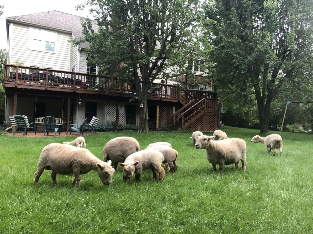 Trusted lawn mowing service in Fairfax, VA by Lamb Mowers