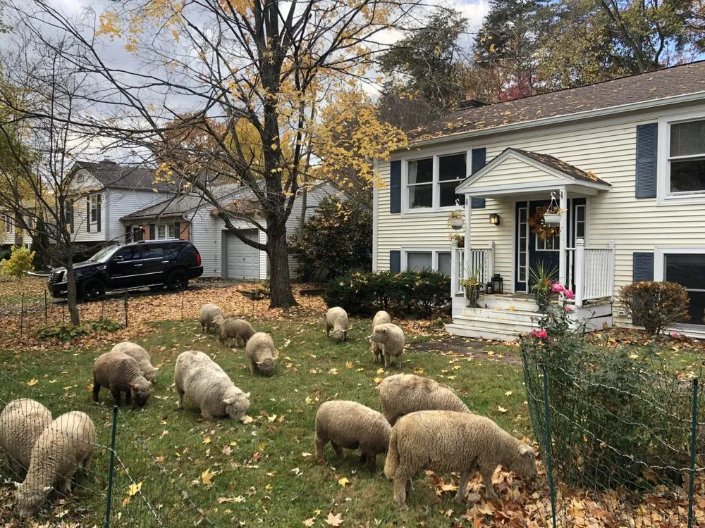Expert yard cleanup service in Fairfax, VA - Lamb Mowers