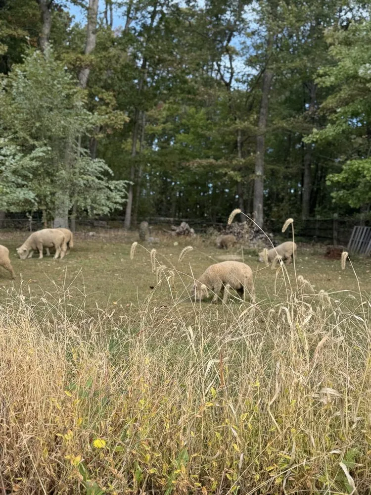 Reliable landscape design experts serving Fairfax, VA - Lamb Mowers