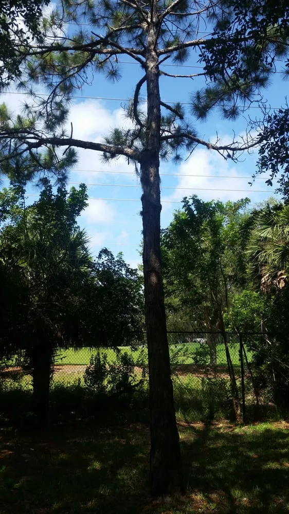 Local lawn mowing service in Venice, FL - Lambar Landscape and Lawn Service LLC