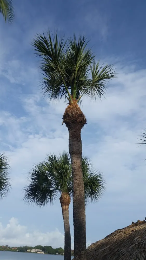 Trusted yard cleanup service for outdoor upgrades across Venice, FL - Lambar Landscape and Lawn Service LLC