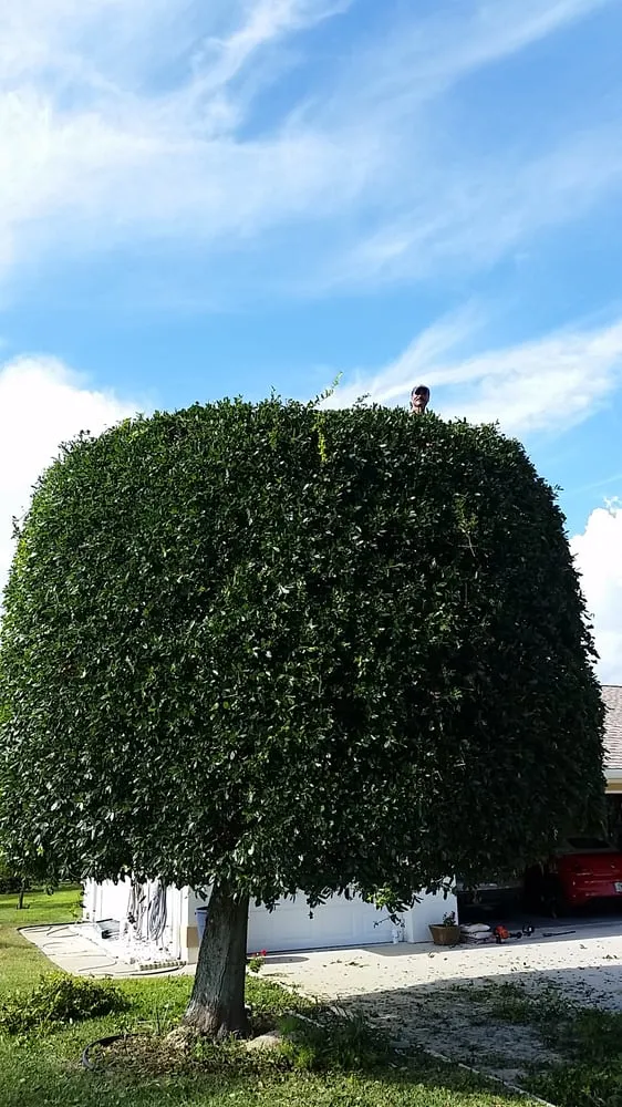 Top-rated residential landscaping in Venice, FL by Lambar Landscape and Lawn Service LLC