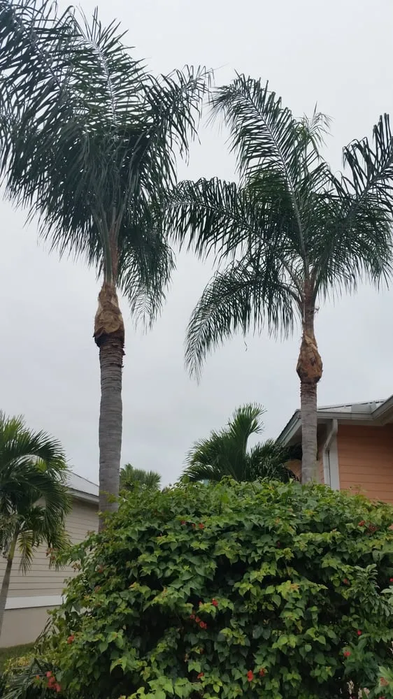 Local yard cleanup service in Venice, FL - Lambar Landscape and Lawn Service LLC