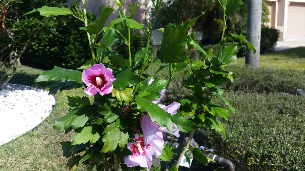 Trusted garden landscaping in Venice, FL by Lambar Landscape and Lawn Service LLC