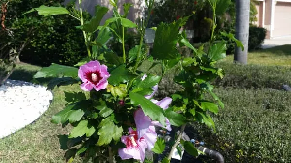 Lambar Landscape and Lawn Service LLC Logo